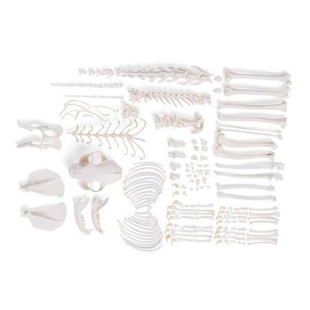 3B SCIENTIFIC Cat Skeleton, disarticulated 1020971